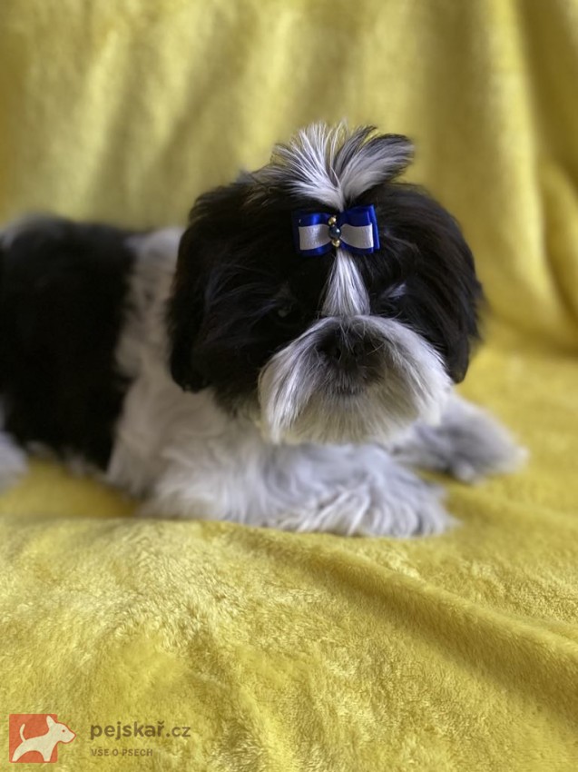 Prodej štěněte shit-tzu Prodej štěněte shit-tzu