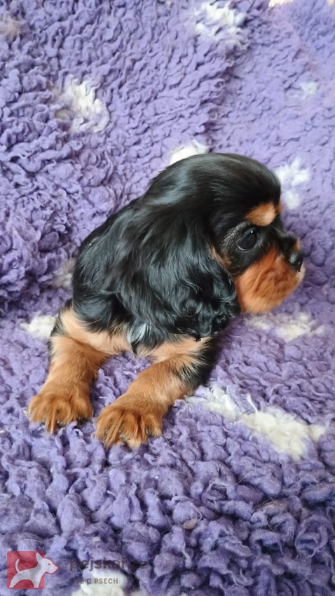 kavalírk king charles spaniel - štěňátko kavalírk king charles spaniel - štěňátko
