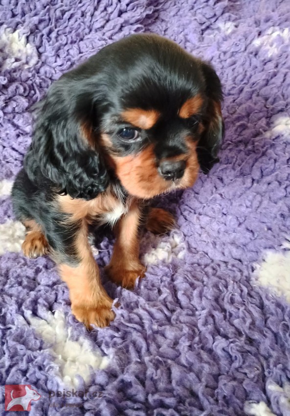 kavalírk king charles spaniel - štěňátko kavalírk king charles spaniel - štěňátko