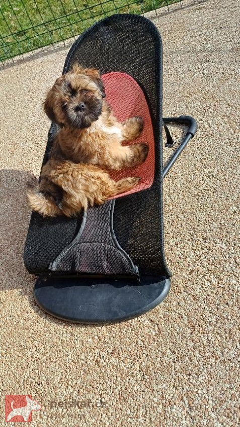 Lhasa Apso s PP Lhasa Apso s PP