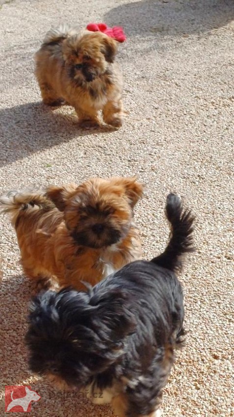 Lhasa Apso s PP Lhasa Apso s PP