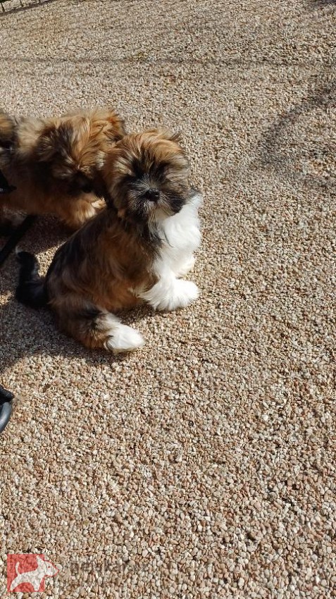 Lhasa Apso s PP Lhasa Apso s PP