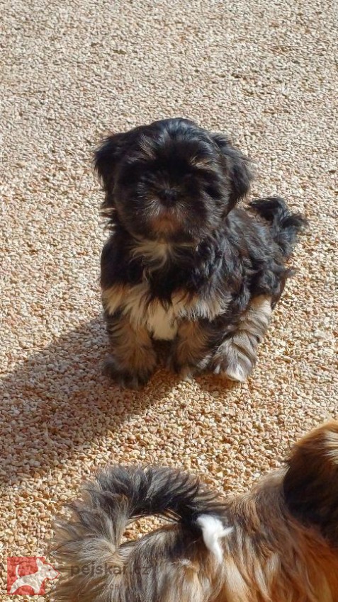 Lhasa Apso s PP Lhasa Apso s PP