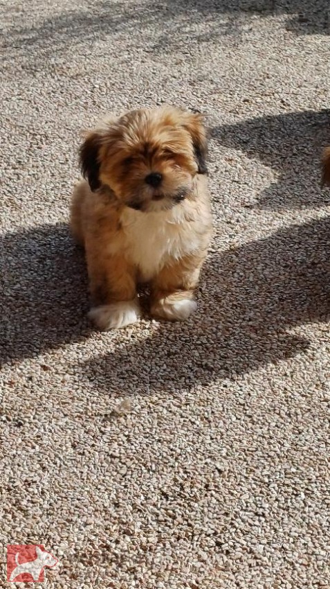 Lhasa Apso s PP Lhasa Apso s PP