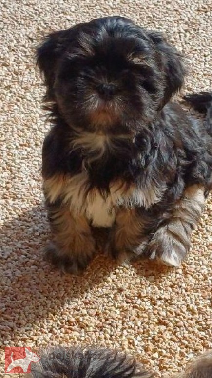 Lhasa Apso s PP Lhasa Apso s PP