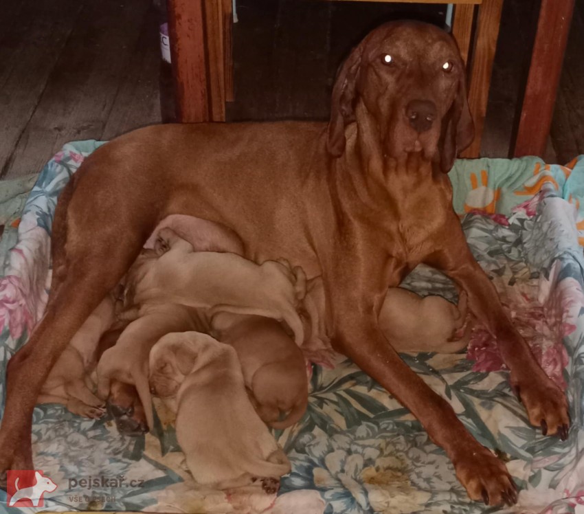 Maďarský ohař Maďarský ohař