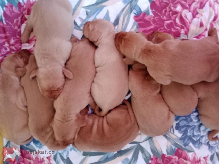 Maďarský ohař Maďarský ohař