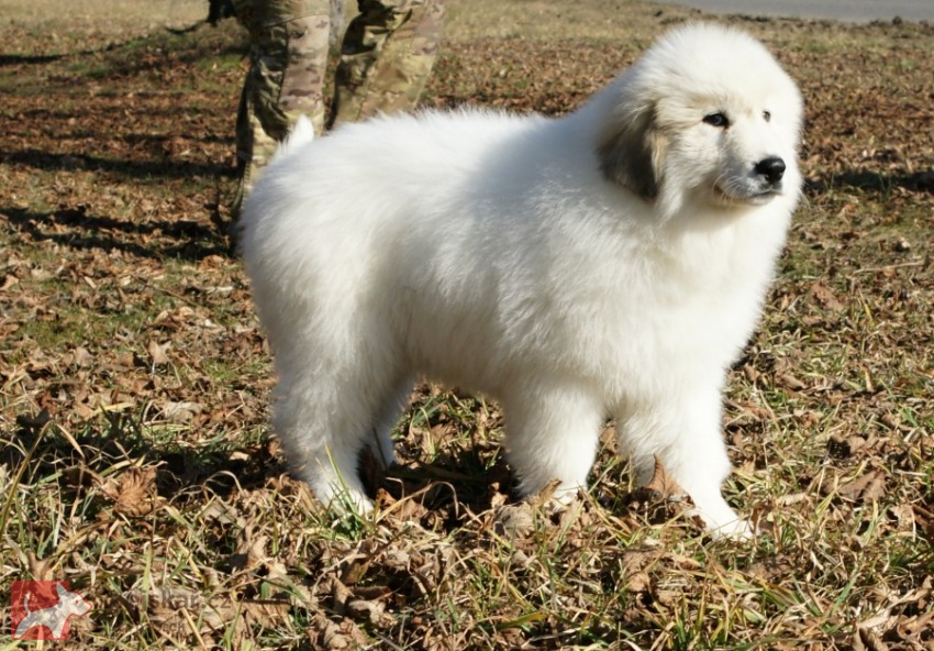 Pyrenejský horský pes  chlupáči