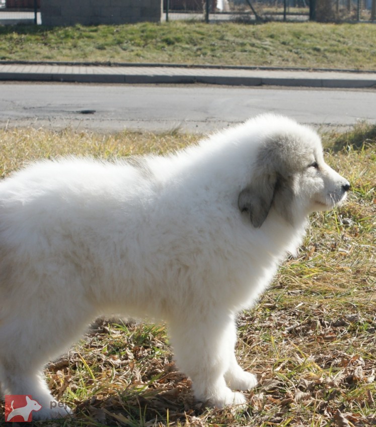Pyrenejský horský pes  chlupáči Pyrenejský horský pes  chlupáči
