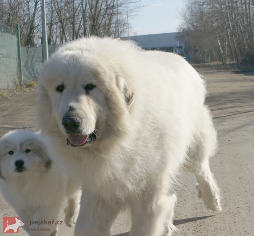 Pyrenejský horský pes  chlupáči Pyrenejský horský pes  chlupáči