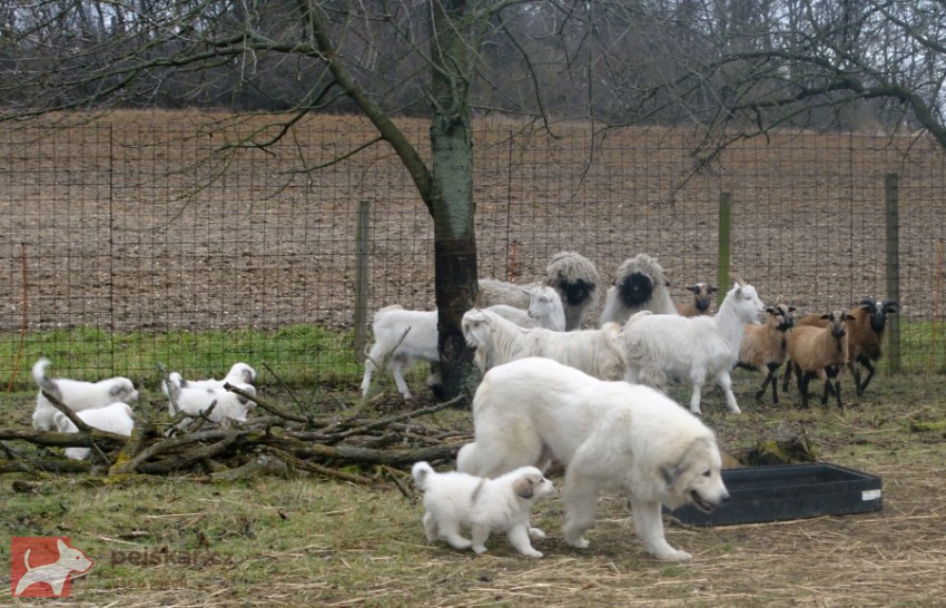 Pyrenejský horský pes  chlupáči Pyrenejský horský pes  chlupáči