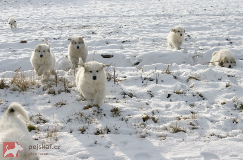 Pyrenejský horský pes  chlupáči Pyrenejský horský pes  chlupáči