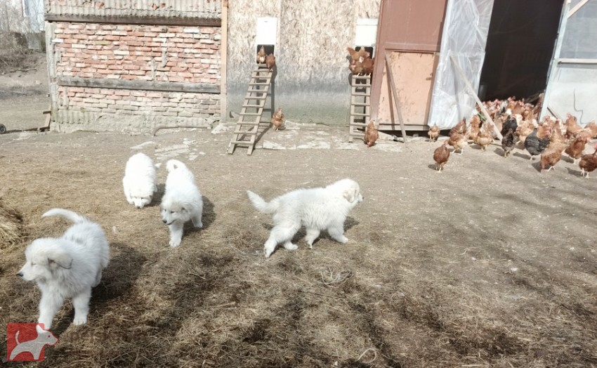 Pyrenejský horský pes  chlupáči