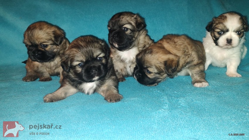 štěňátka tibetský španěl s pp