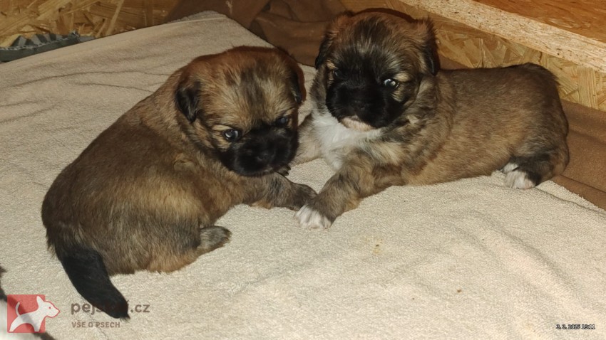 štěňátka tibetský španěl s pp