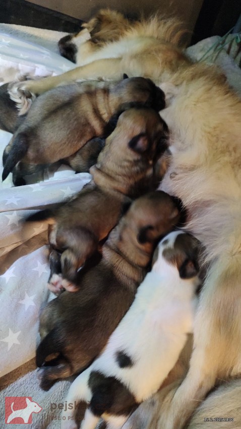 štěňátka tibetský španěl s pp