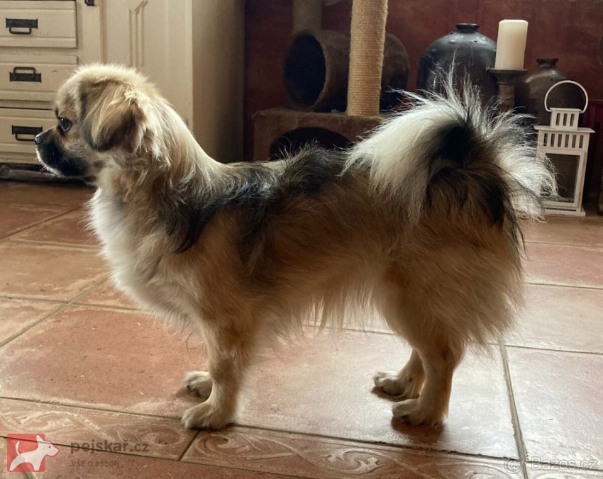 štěňátka tibetský španěl s pp