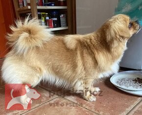 štěňátka tibetský španěl s pp