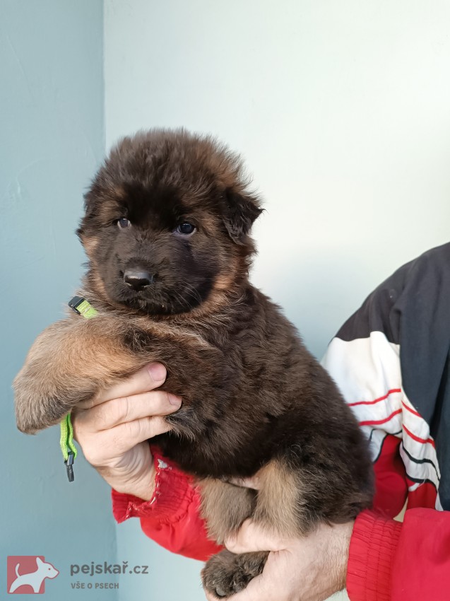 Pejsci německého ovčáka s PP Pejsci německého ovčáka s PP