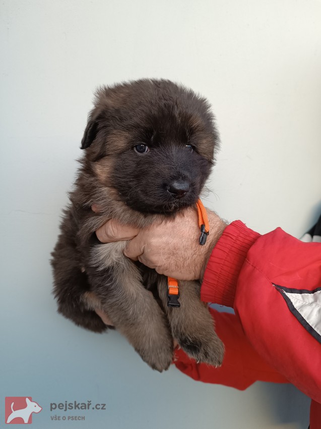 Pejsci německého ovčáka s PP Pejsci německého ovčáka s PP