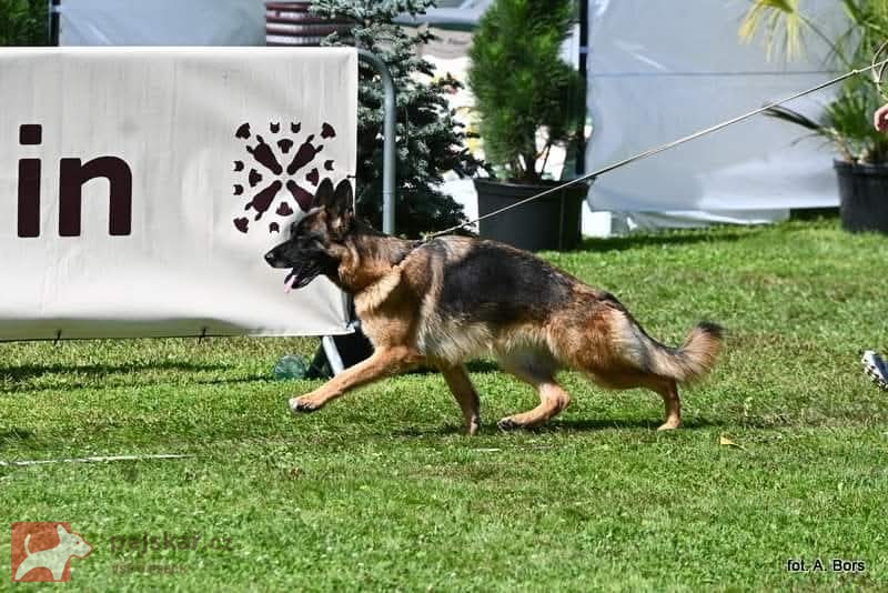 Pejsci německého ovčáka s PP Pejsci německého ovčáka s PP