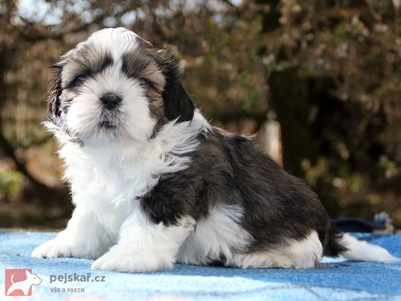 Shih-tzu, ši-tzu štěňátka s PP FCI Shih-tzu, ši-tzu štěňátka s PP FCI