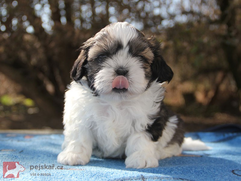 Shih-tzu, ši-tzu štěňátka s PP FCI Shih-tzu, ši-tzu štěňátka s PP FCI