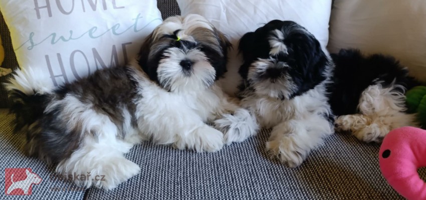 Shih-tzu (vymazlená štěňátka s PP) Shih-tzu (vymazlená štěňátka s PP)