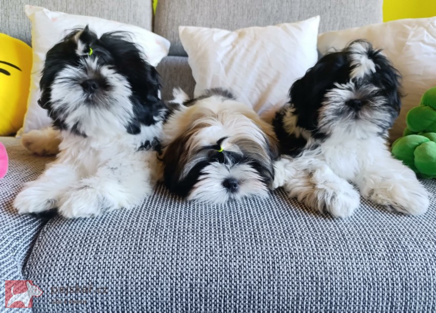 Shih-tzu (vymazlená štěňátka s PP) Shih-tzu (vymazlená štěňátka s PP)