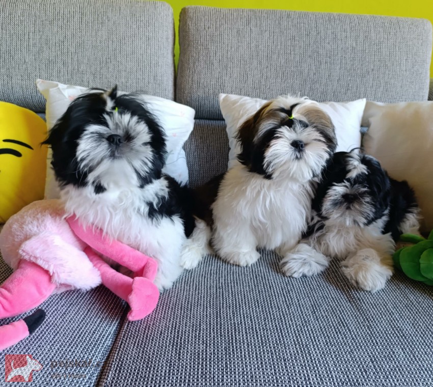 Shih-tzu (vymazlená štěňátka s PP) Shih-tzu (vymazlená štěňátka s PP)