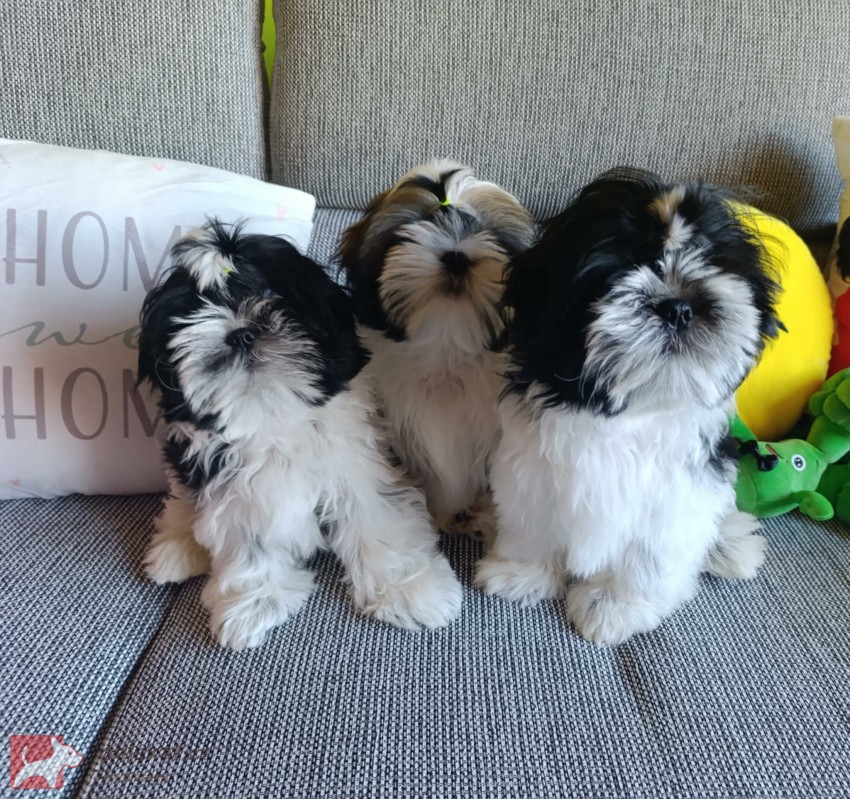 Shih-tzu (vymazlená štěňátka s PP) Shih-tzu (vymazlená štěňátka s PP)