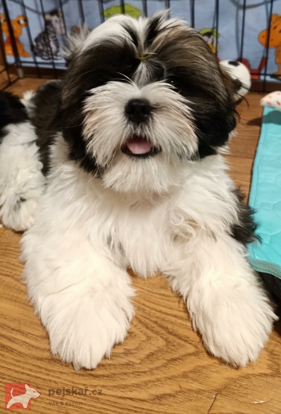 Shih-tzu (vymazlená štěňátka s PP) Shih-tzu (vymazlená štěňátka s PP)
