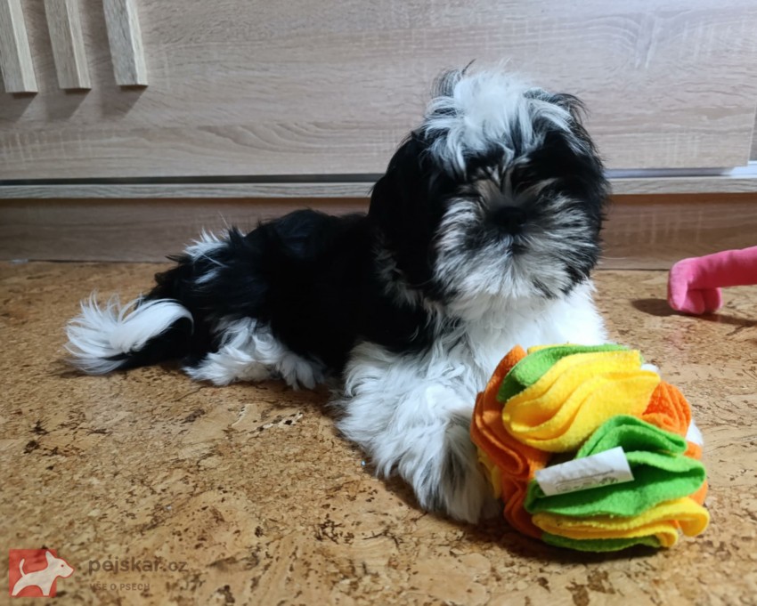 Shih-tzu (vymazlená štěňátka s PP) Shih-tzu (vymazlená štěňátka s PP)