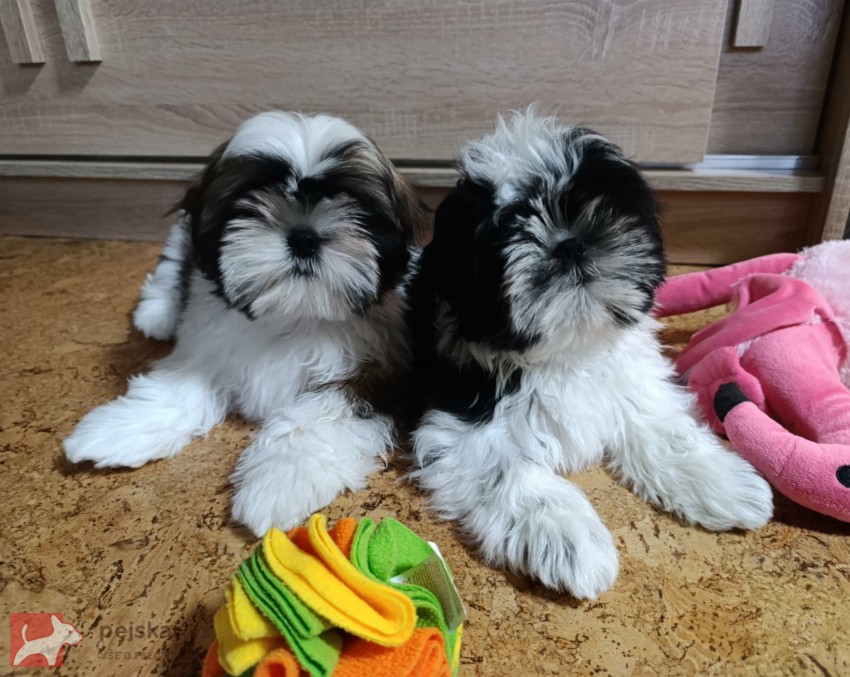 Shih-tzu (vymazlená štěňátka s PP) Shih-tzu (vymazlená štěňátka s PP)