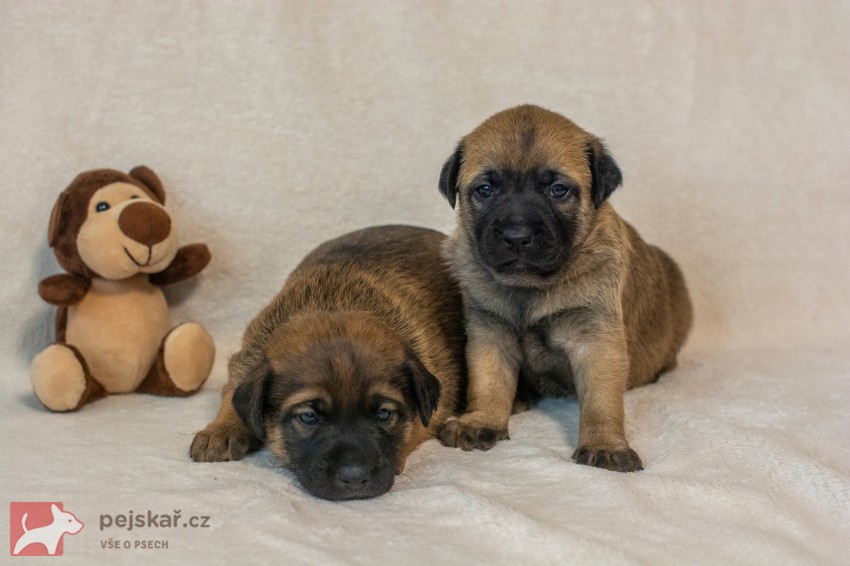 Prodám štěňata Peruánských a Mexických naháčů - kluky Prodám štěňata Peruánských a Mexických naháčů - kluky