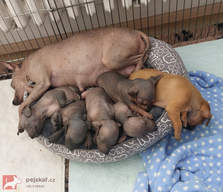 Prodám štěňata Peruánských a Mexických naháčů - kluky Prodám štěňata Peruánských a Mexických naháčů - kluky