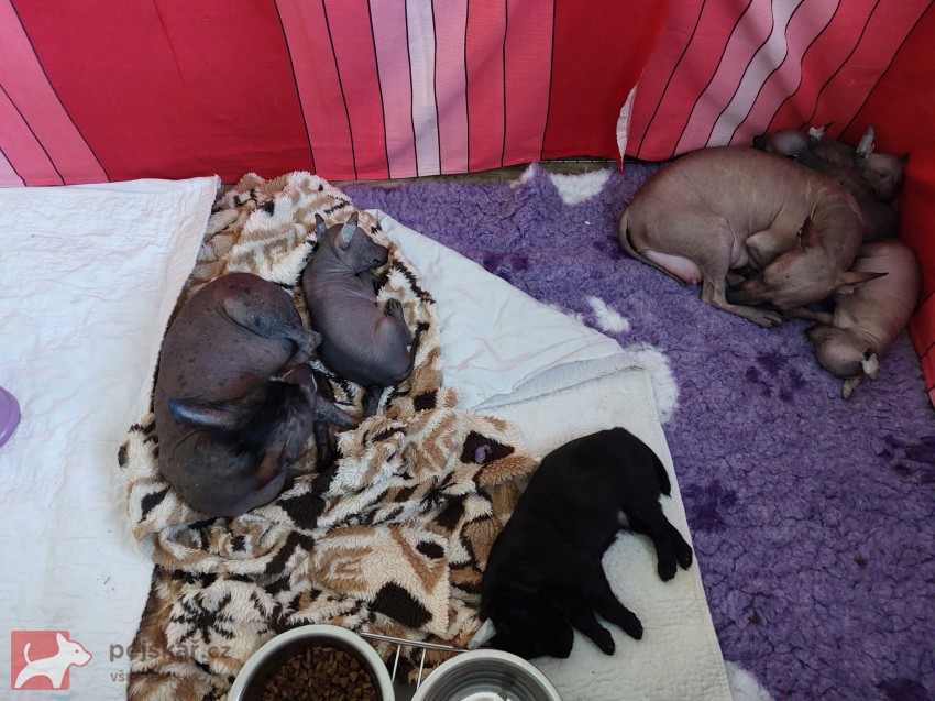 Prodám štěňata Peruánských a Mexických naháčů - kluky Prodám štěňata Peruánských a Mexických naháčů - kluky