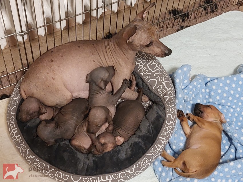 Prodám štěňata Peruánských a Mexických naháčů - kluky Prodám štěňata Peruánských a Mexických naháčů - kluky