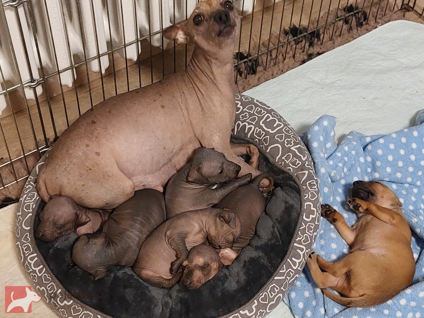 Prodám štěňata Peruánských a Mexických naháčů - kluky Prodám štěňata Peruánských a Mexických naháčů - kluky