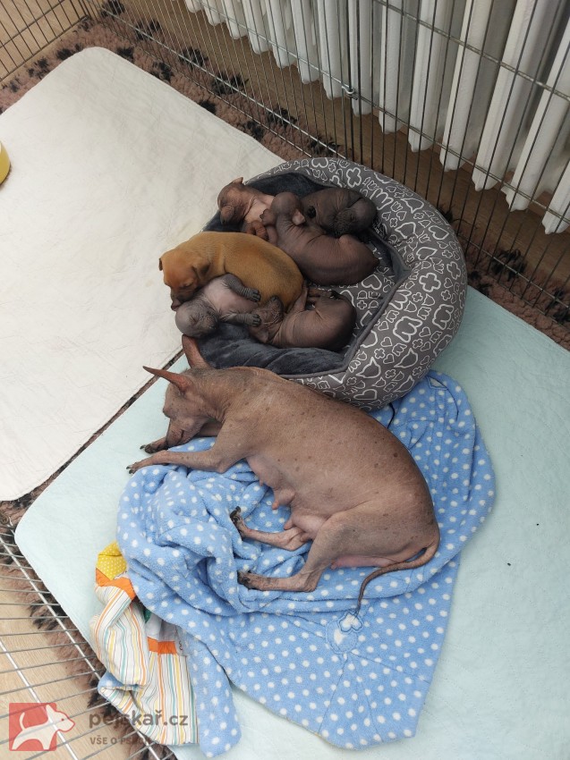 Prodám štěňata Peruánských a Mexických naháčů - kluky Prodám štěňata Peruánských a Mexických naháčů - kluky