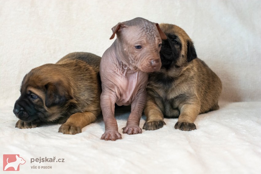 Prodám štěňata Peruánských a Mexických naháčů - kluky Prodám štěňata Peruánských a Mexických naháčů - kluky