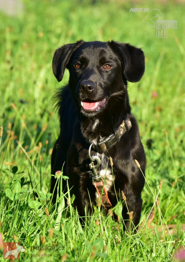 Darujeme opuštěného křížence Darujeme opuštěného křížence
