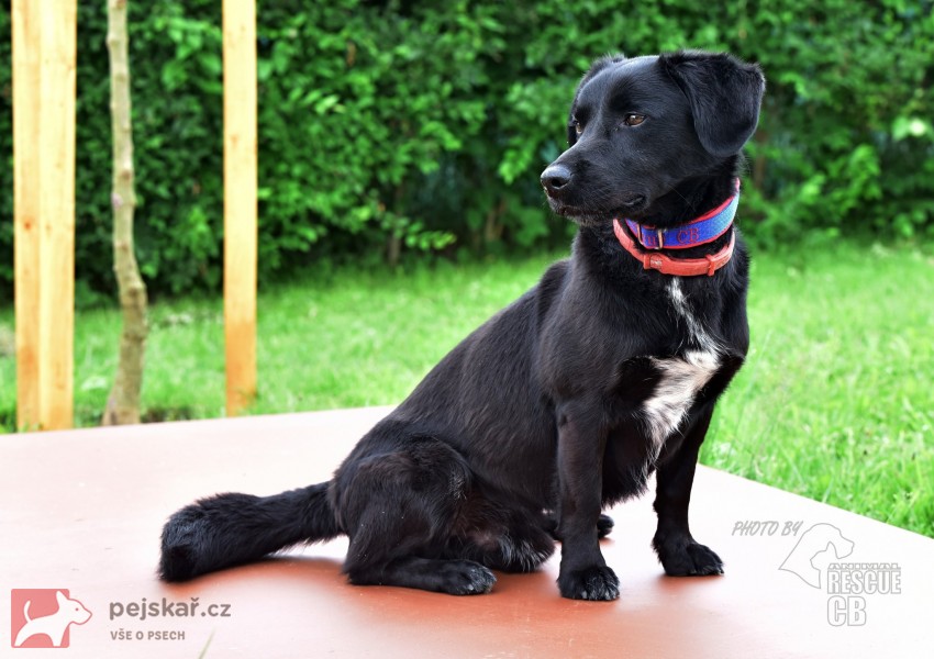 Darujeme opuštěného křížence Darujeme opuštěného křížence