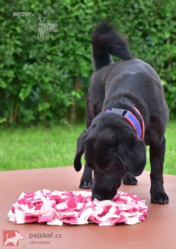 Darujeme opuštěného křížence Darujeme opuštěného křížence