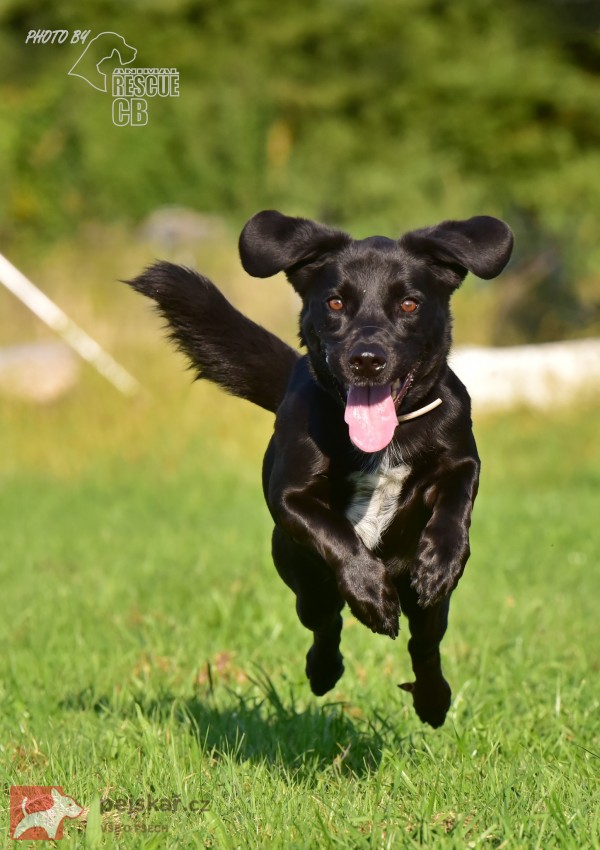 Darujeme opuštěného křížence Darujeme opuštěného křížence