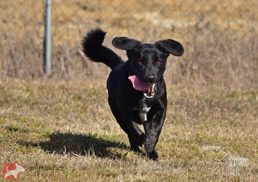Darujeme opuštěného křížence Darujeme opuštěného křížence
