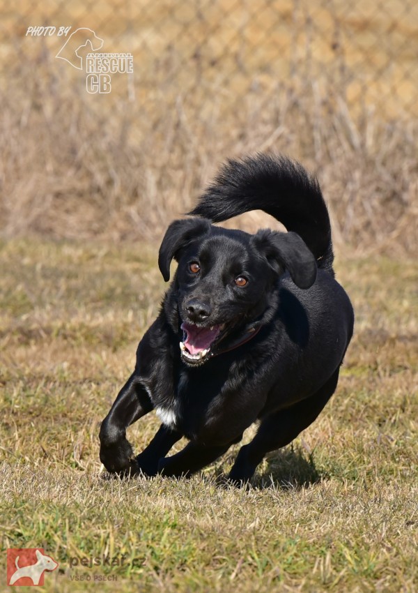 Darujeme opuštěného křížence Darujeme opuštěného křížence