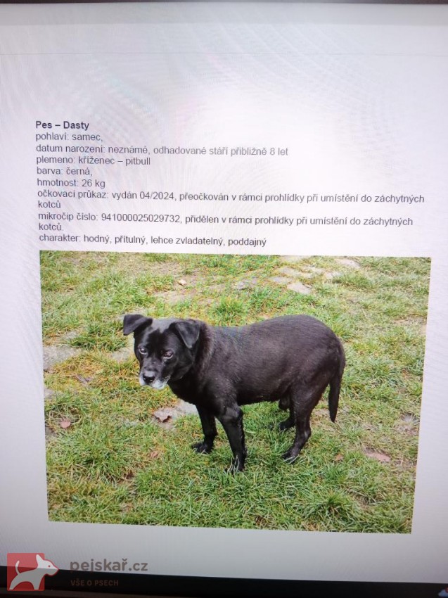 Dva odebraní pejsci