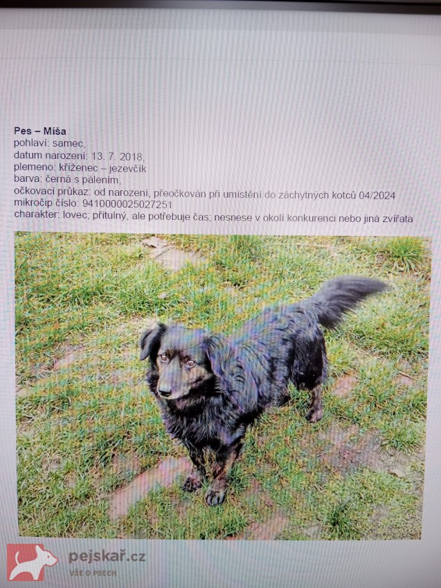 Dva odebraní pejsci