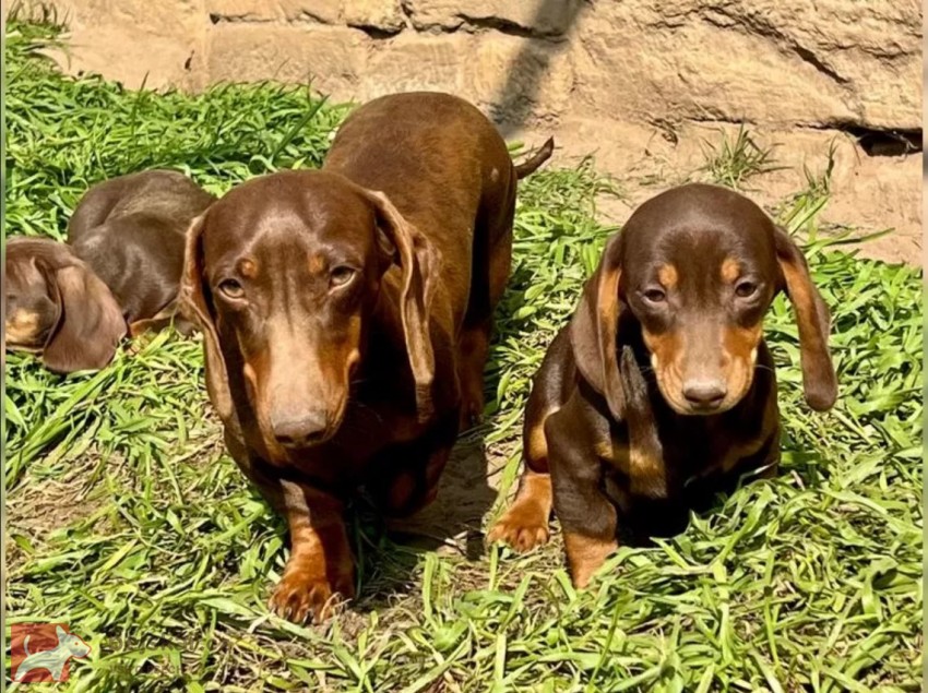 Hladkosrstý Jezevčík Štěňata Hladkosrstý Jezevčík Štěňata